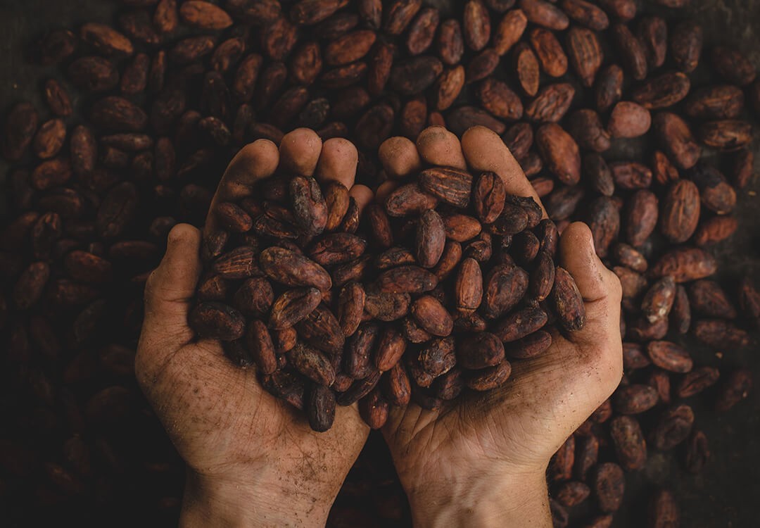 hands scoop coffee beans